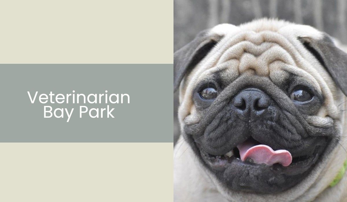 Veterinarian-Bay-Park